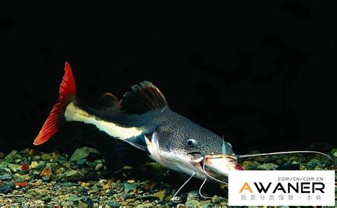 鴨嘴鯰魚|紅尾鯰:形態特徵,生活習性,形態與行為,形態,飼養,繁殖,產前培育,。